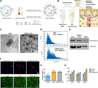 Preparation of genetically or chemically engineered exosomes and their therapeutic effects in bone regeneration and anti-inflammation